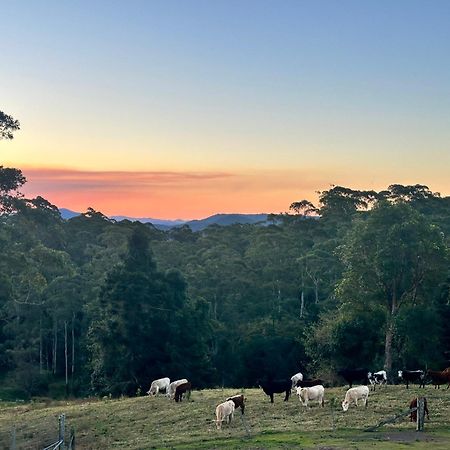 Whispering Valley Cottage Retreat Maleny Esterno foto