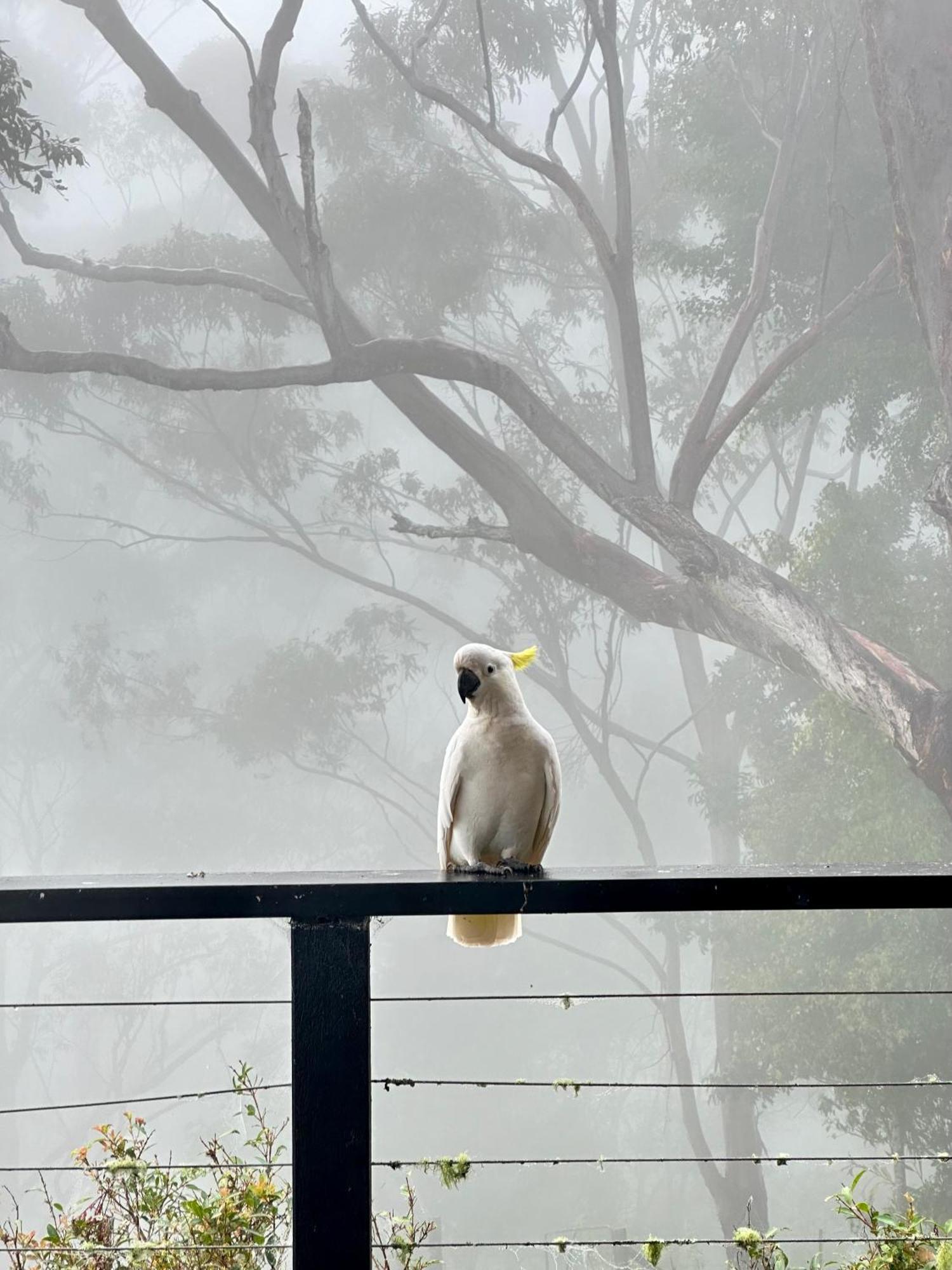 Whispering Valley Cottage Retreat Maleny Esterno foto