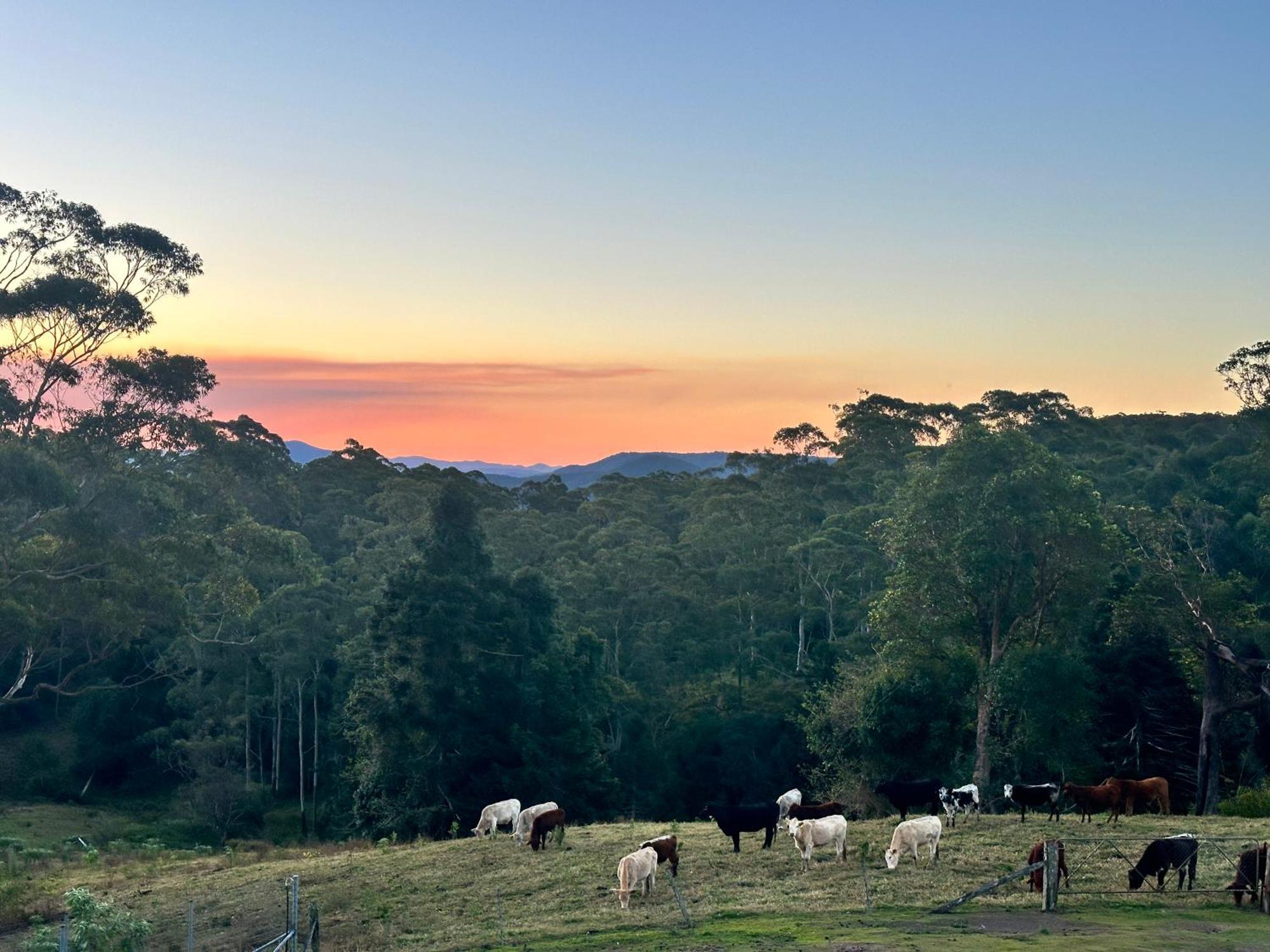 Whispering Valley Cottage Retreat Maleny Esterno foto