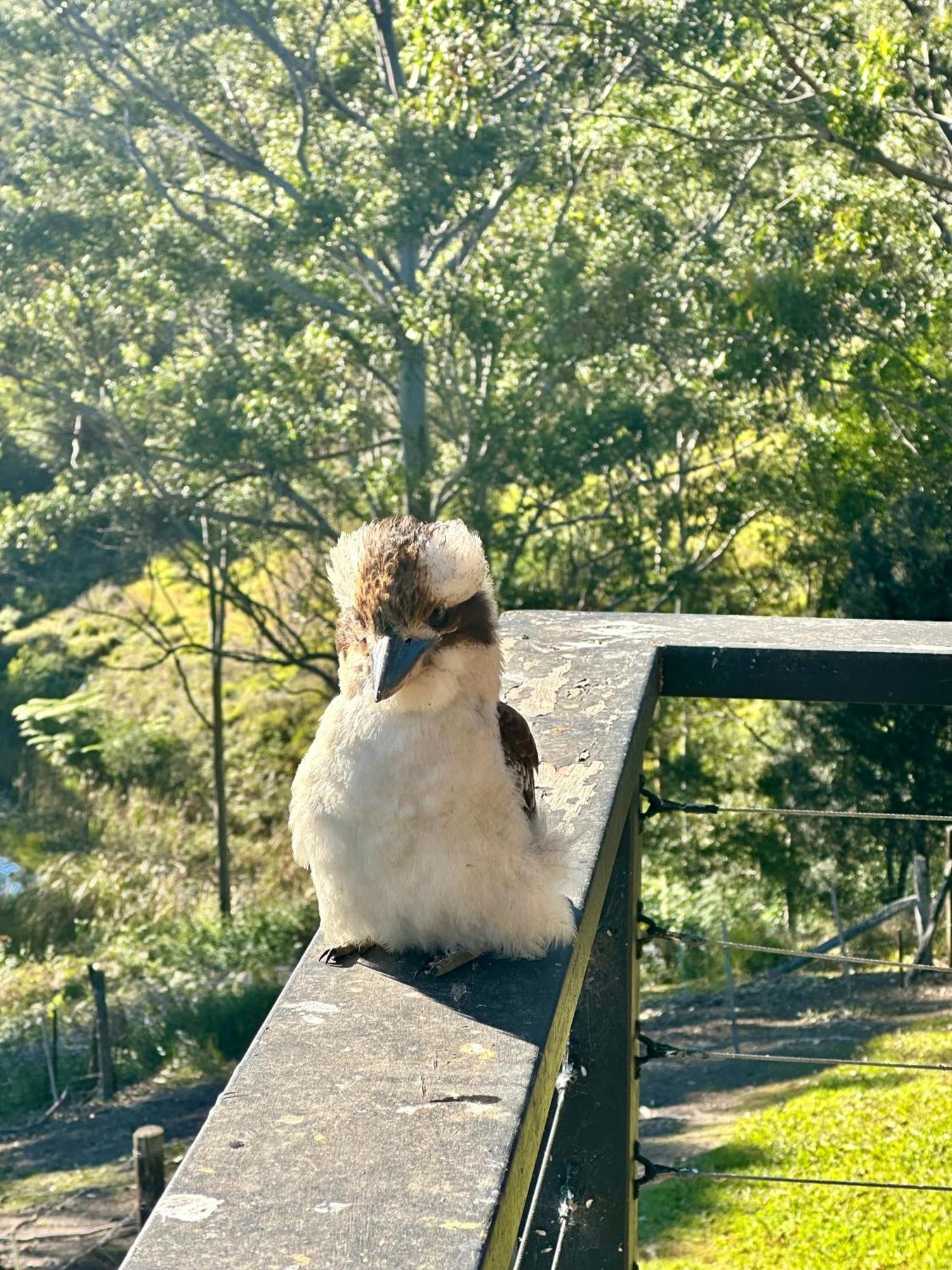 Whispering Valley Cottage Retreat Maleny Esterno foto